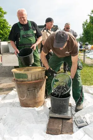 Wiegen der Aale