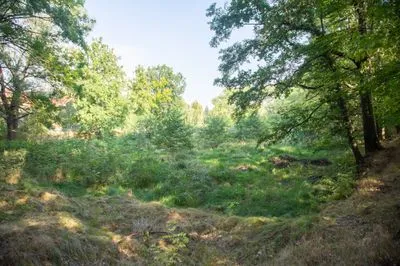 Sanierung der Teichanlage Prietitz
