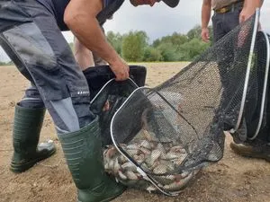 Setzkescher Weißfische Bautzen