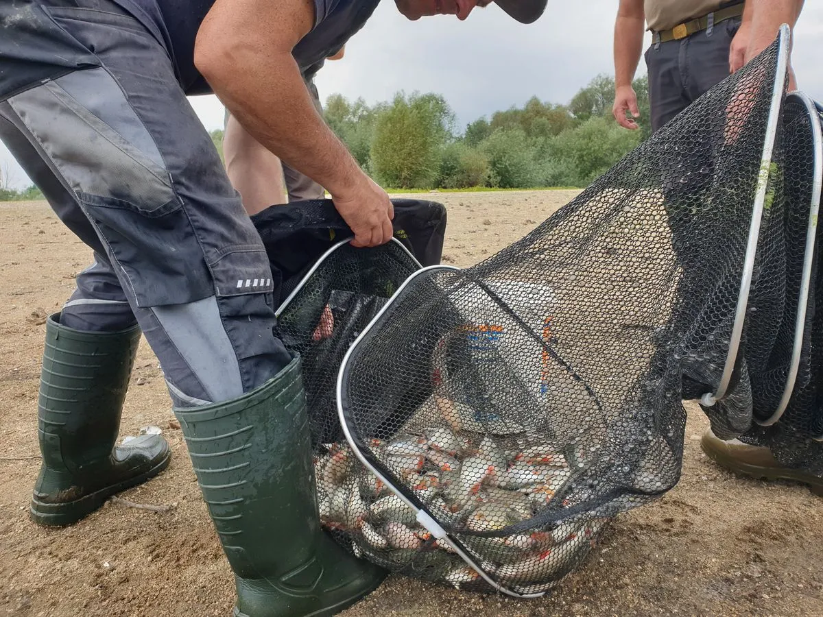 Setzkescher Weißfische Bautzen