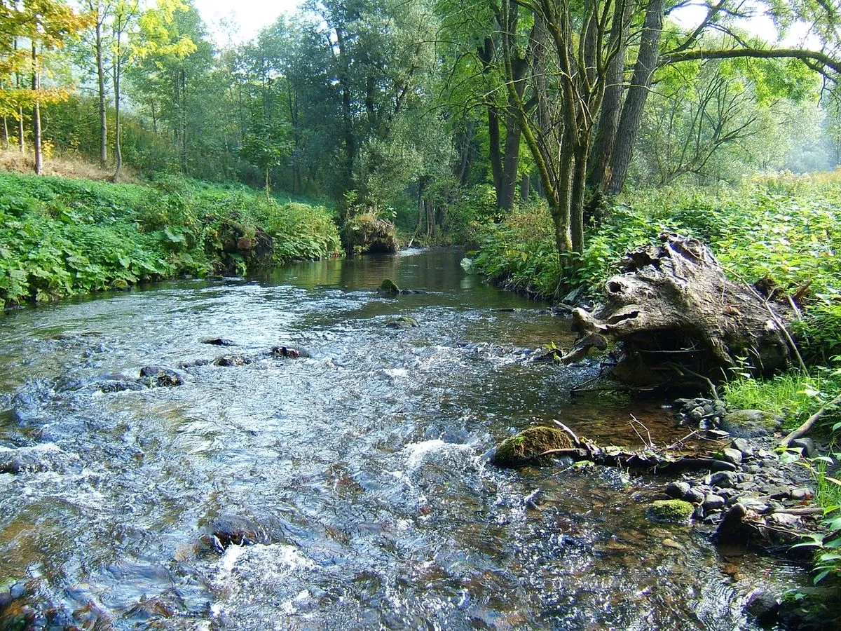 Bachpatenschaft Sebnitz