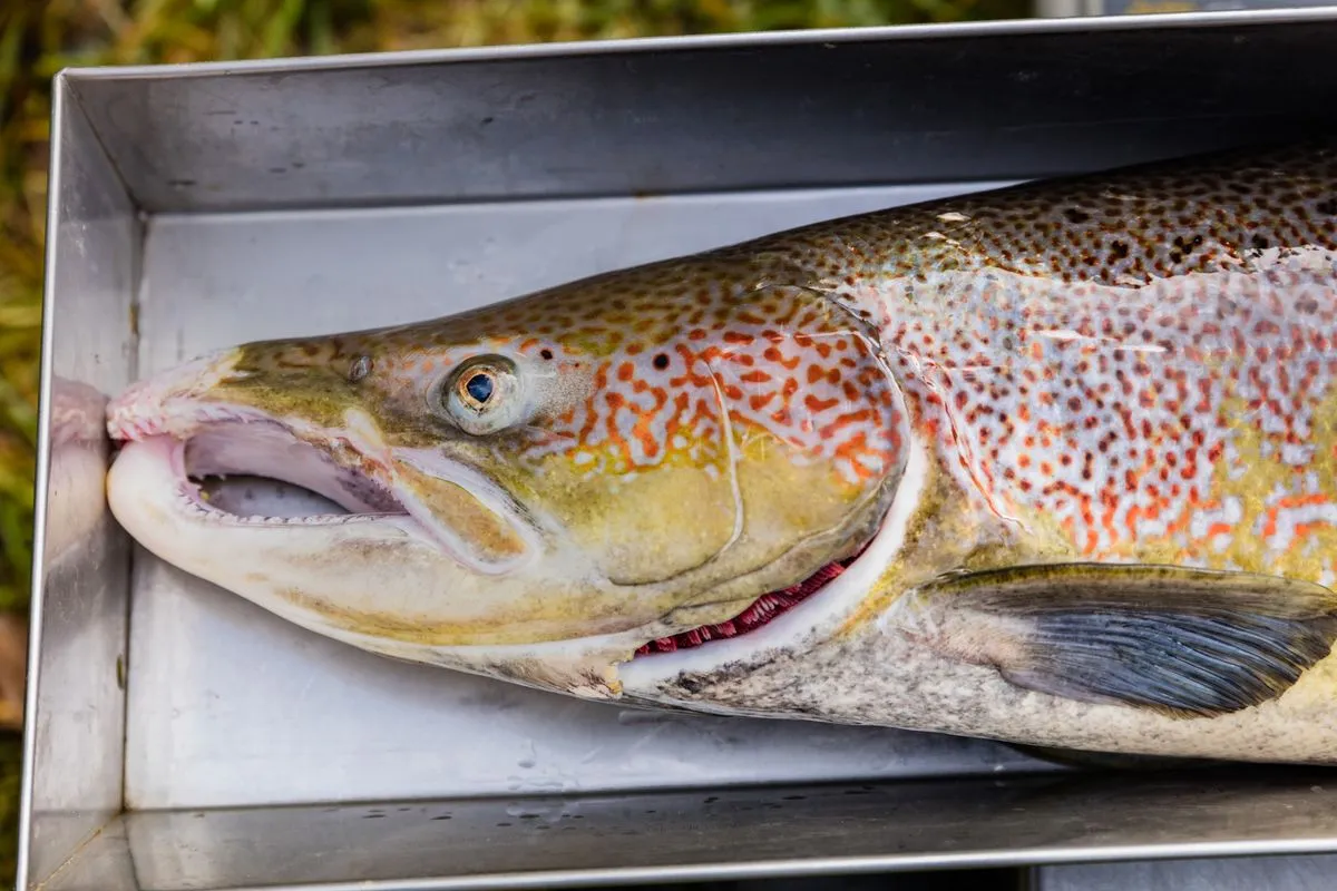 Aufruf zur Meldung der Sichtung von Lachs und Meerforellen